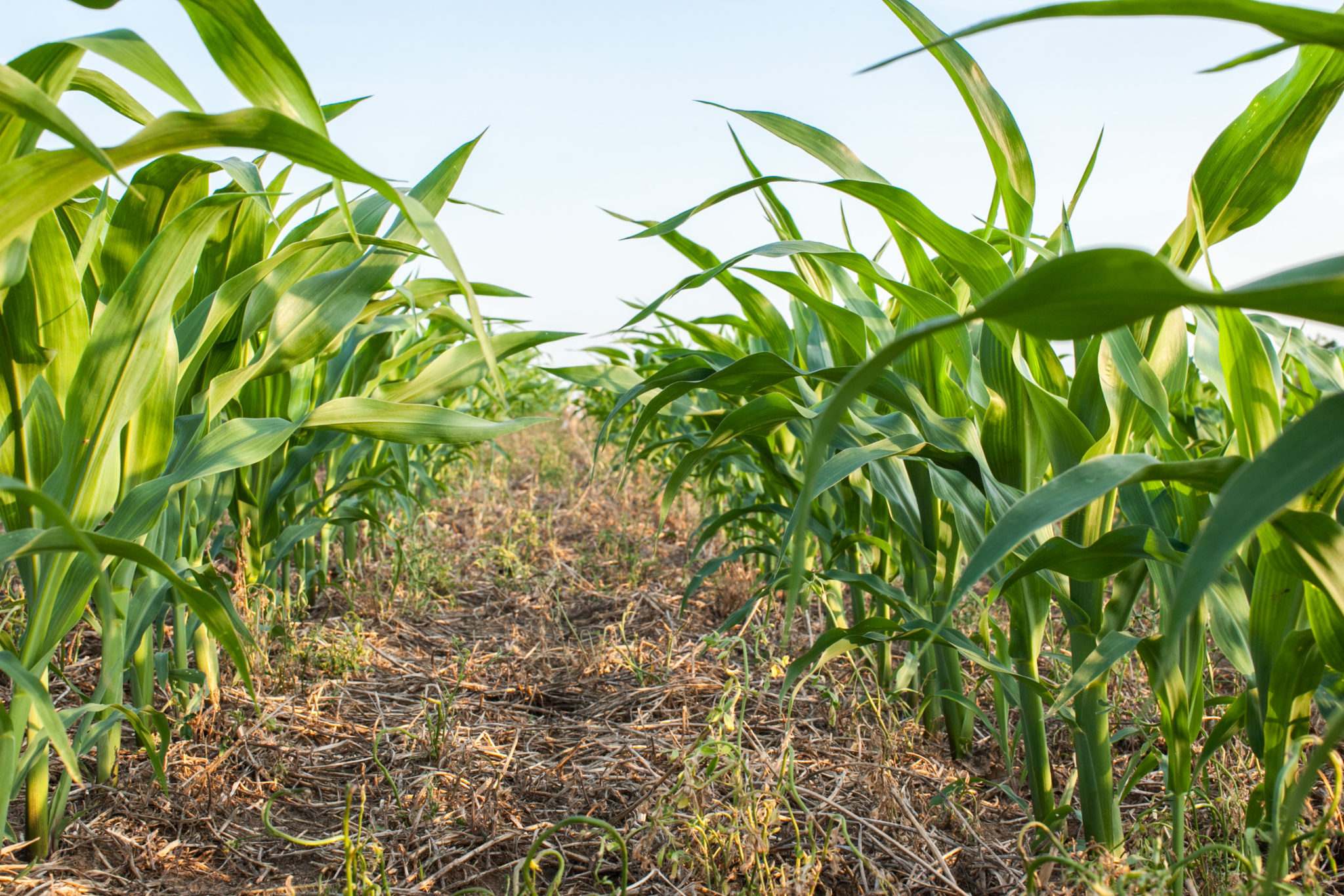 полевой грунт